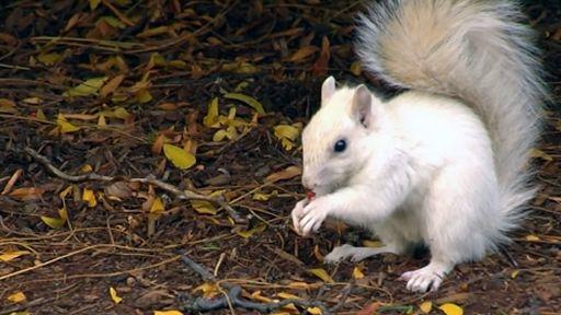 Red White Squirrel Logo - Rare White Squirrels Thrive in the City