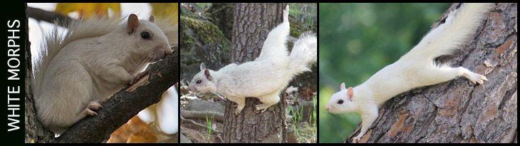 Red White Squirrel Logo - The White and Albino Squirrel Phenomenon + New US Maps!