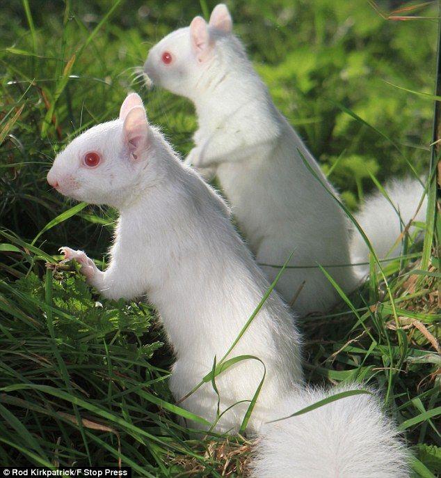 Red White Squirrel Logo - Albino squirrel goes nuts for its own reflection. Daily Mail Online