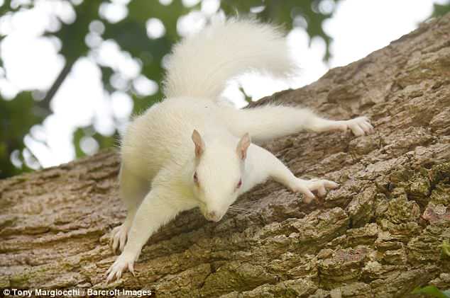 Red White Squirrel Logo - Rare albino squirrel snapped scurrying up tree in suburban street in ...