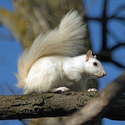 Red White Squirrel Logo - White Squirrels of Sussex
