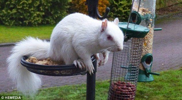 Red White Squirrel Logo - It's All White For A Meal! Cheeky Albino Squirrel Is Regular Visitor