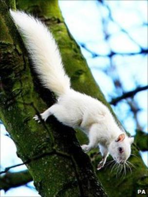 Red White Squirrel Logo - White squirrels set up home in Teesside forest - BBC News