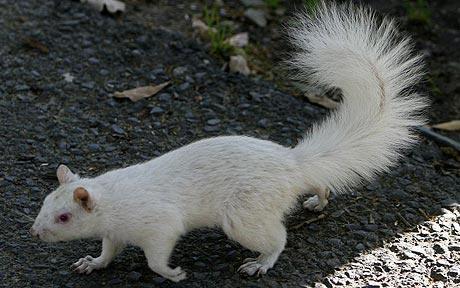 Red White Squirrel Logo - Albino squirrel spotted in city park