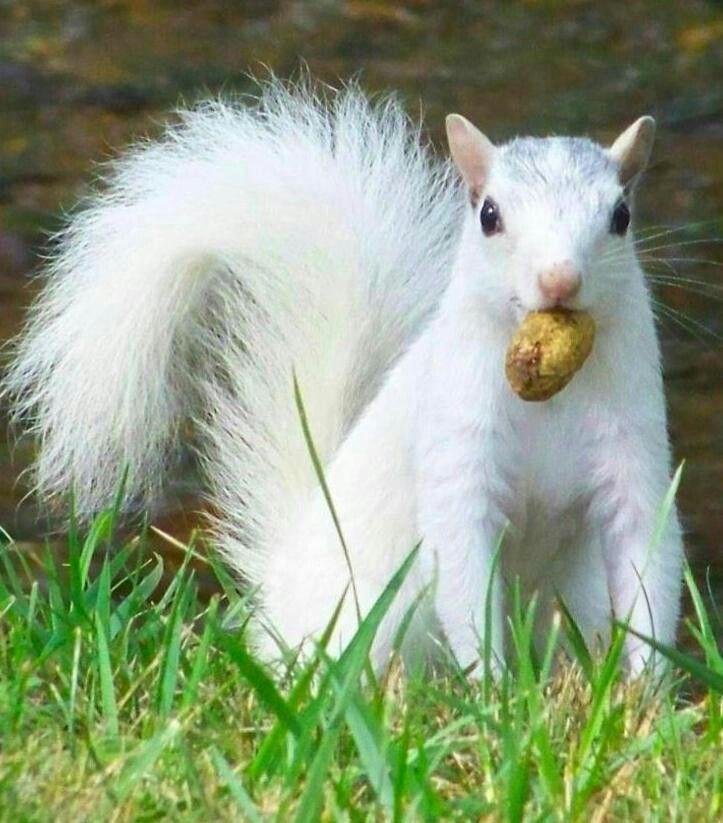 Red White Squirrel Logo - Albino squirrel. Not really, they have red eyes. this is really a ...