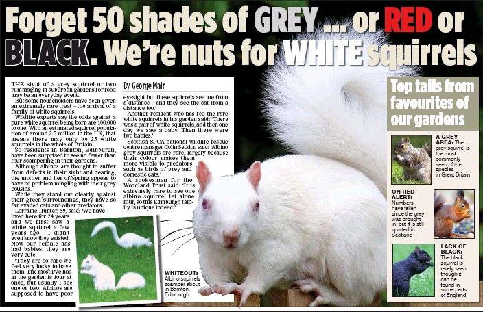 Red White Squirrel Logo - PressReader - The Scottish Mail on Sunday: 2016-10-16 - Forget 50 ...