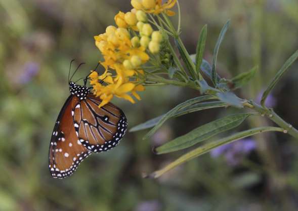 MSN Butterfly News Logo - Border wall will not hinder access to National Butterfly Center ...