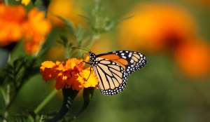 MSN Butterfly News Logo - Latest Canadian News and Headlines