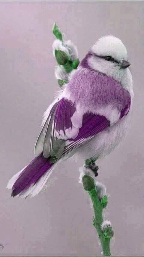 Purple White Bird Logo - Beautiful purple & white bird. BIRDS. Beautiful birds