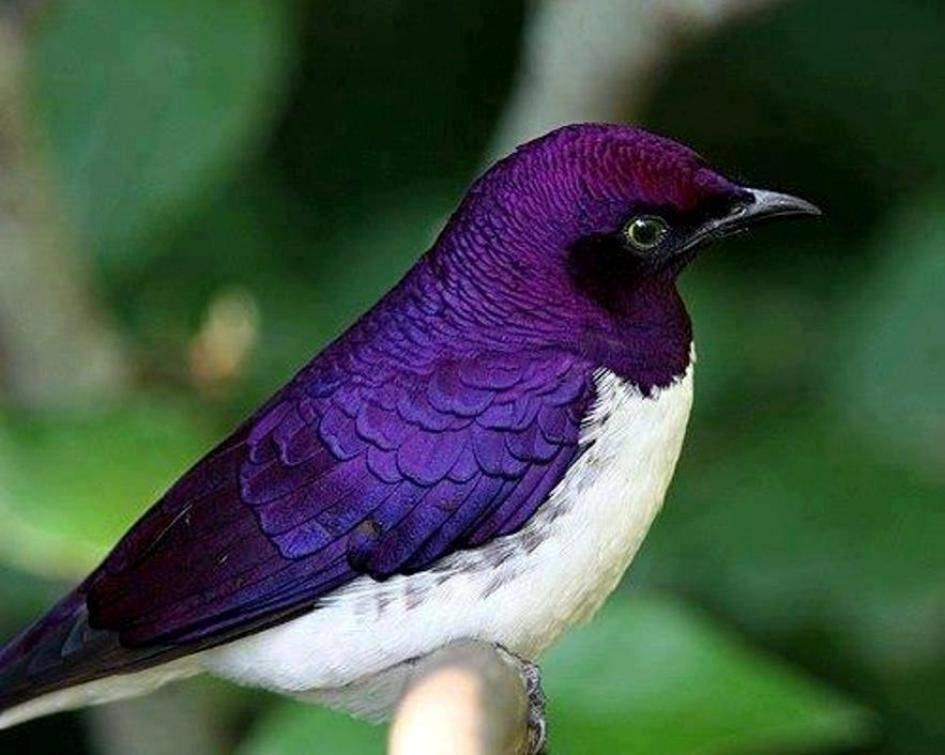 Purple White Bird Logo - purple / white BIRD. Me stuff. Beautiful birds, Birds, Purple bird