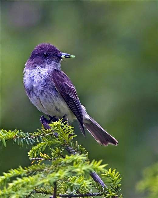 Purple White Bird Logo - 10 Striking Purple-colored Birds