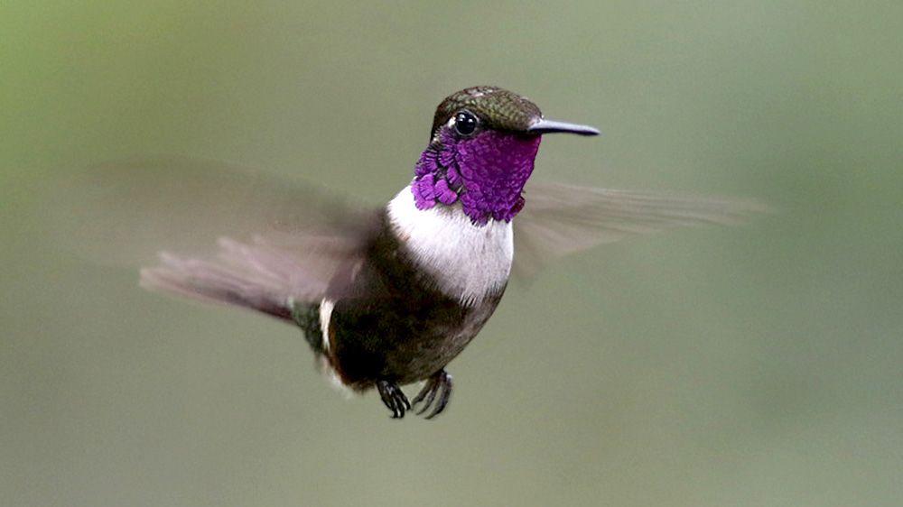 Purple White Bird Logo - Purple Throated Woodstar EcuadorFeb16 JWMcGowan_ML 25355621. Bird