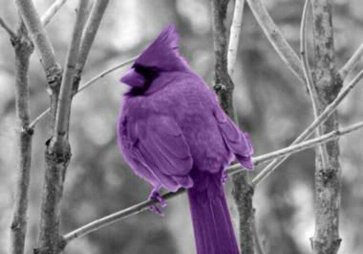 Purple White Bird Logo - Purple bird | photography | Purple, Color splash, Black