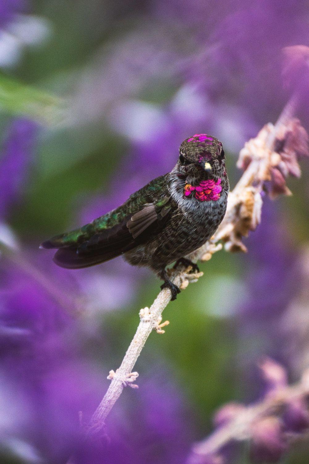 Purple White Bird Logo - Hummer photo