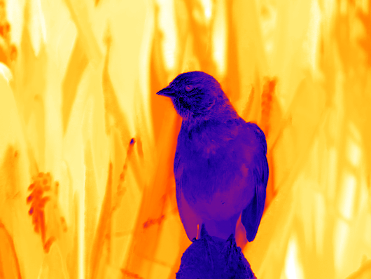 Purple White Bird Logo - Full defocus map for bird image. Blue and purple areas are sharp ...