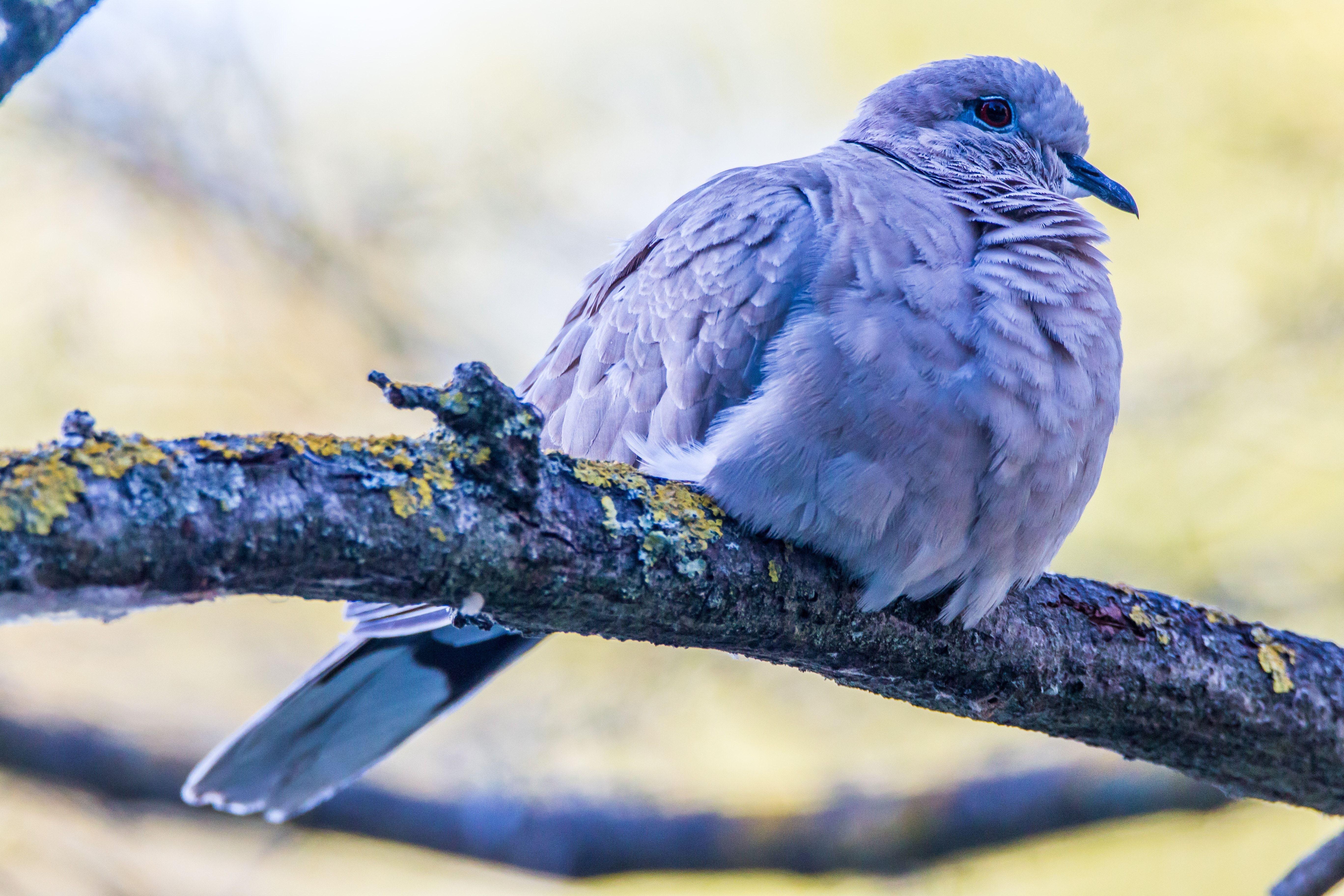 Purple White Bird Logo - purple bird free image | Peakpx