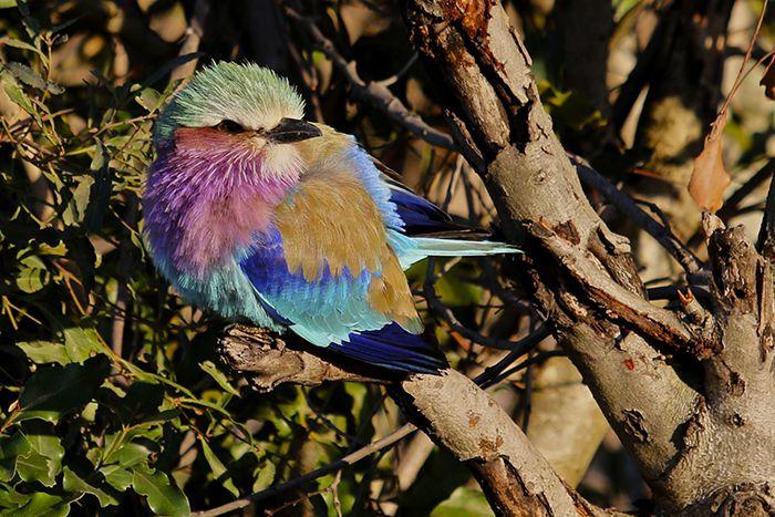 Purple White Bird Logo - The Most Beautiful Bird in the Bush | Londolozi Blog