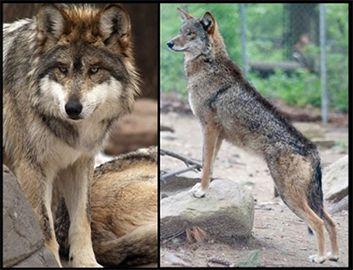 Grey and Red Wolf Logo - Texas Wolfdog Project | Mexican Gray Wolf and Red Wolf