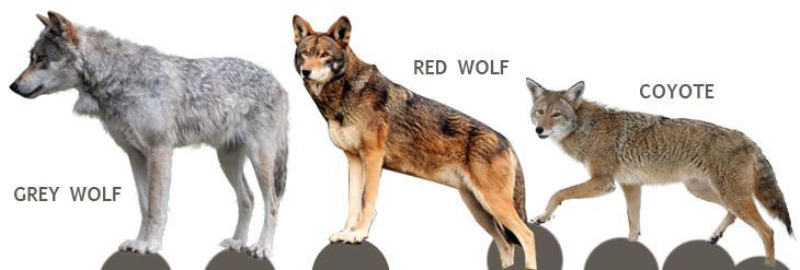 Grey and Red Wolf Logo - Red Wolves in the US: Will they Survive Extinction