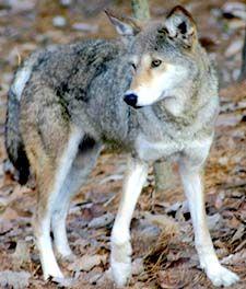 Grey and Red Wolf Logo - hendersonville.com news: Red Wolf, An Endangered Spcies, Is Making a ...