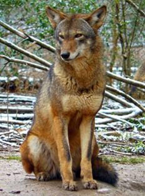 Grey and Red Wolf Logo - The creature formerly known as “the red wolf” | Natural History