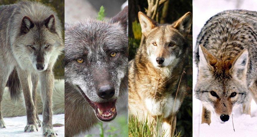Grey and Red Wolf Logo - Wolf Species Shake Up. Science News For Students