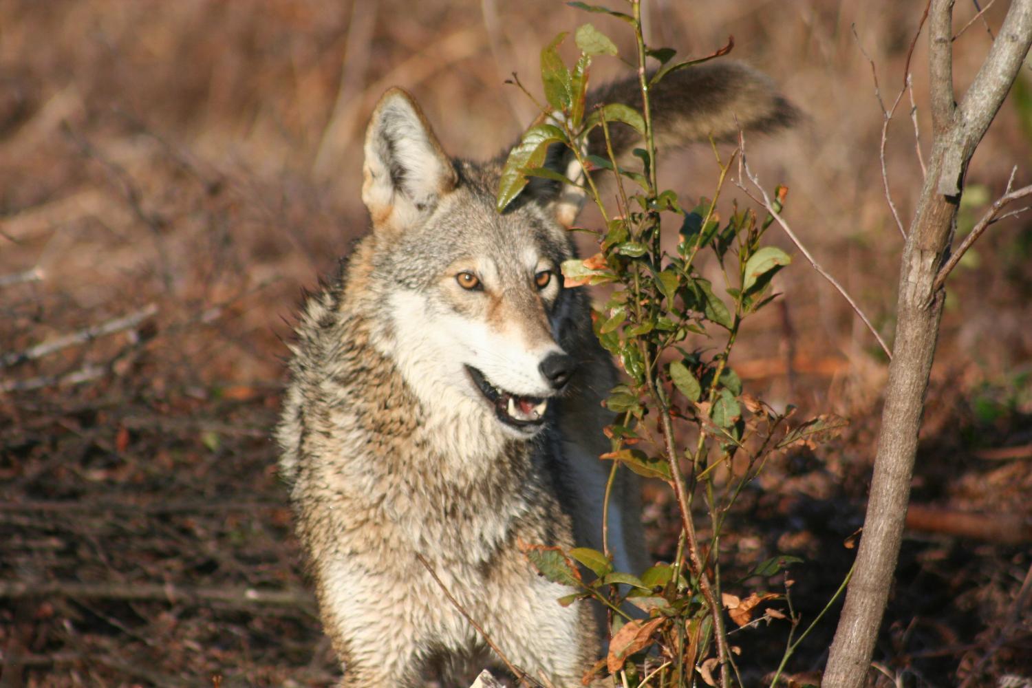 Grey and Red Wolf Logo - Study doesn't support theory red and eastern wolves are recent ...