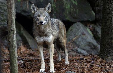 Grey and Red Wolf Logo - What is the best way to save endangered red wolves? - CSMonitor.com
