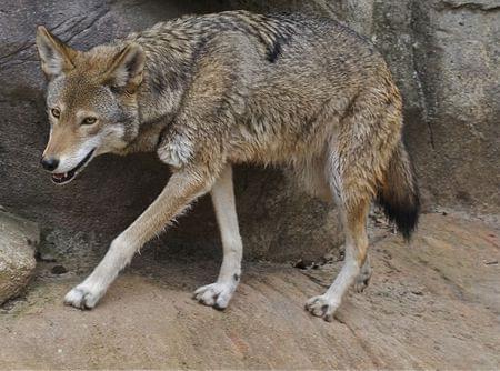 Grey and Red Wolf Logo - Red wolf | U.S. Fish & Wildlife Service