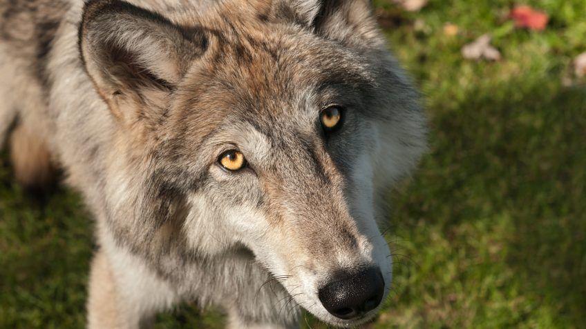 Grey and Red Wolf Logo - 15 Awesome Facts for National Wolf Awareness Week | NC State ...