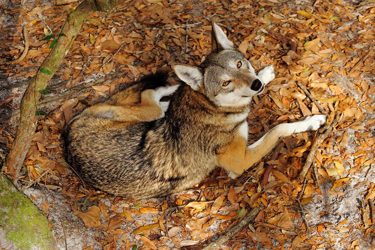 Grey and Red Wolf Logo - Red wolf may lose endangered status because it's just a hybrid | New ...