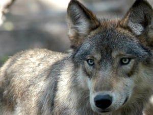 Grey and Red Wolf Logo - Grey wolf appears in Iowa for first time in 89 years – and is shot ...
