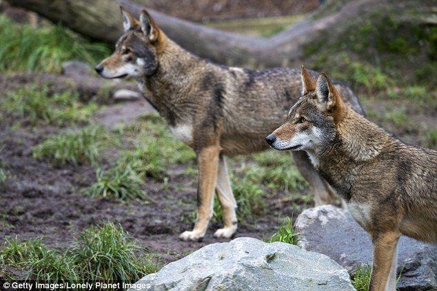 Grey and Red Wolf Logo - Debate rages over whether the red wolf is a unique species or hybrid