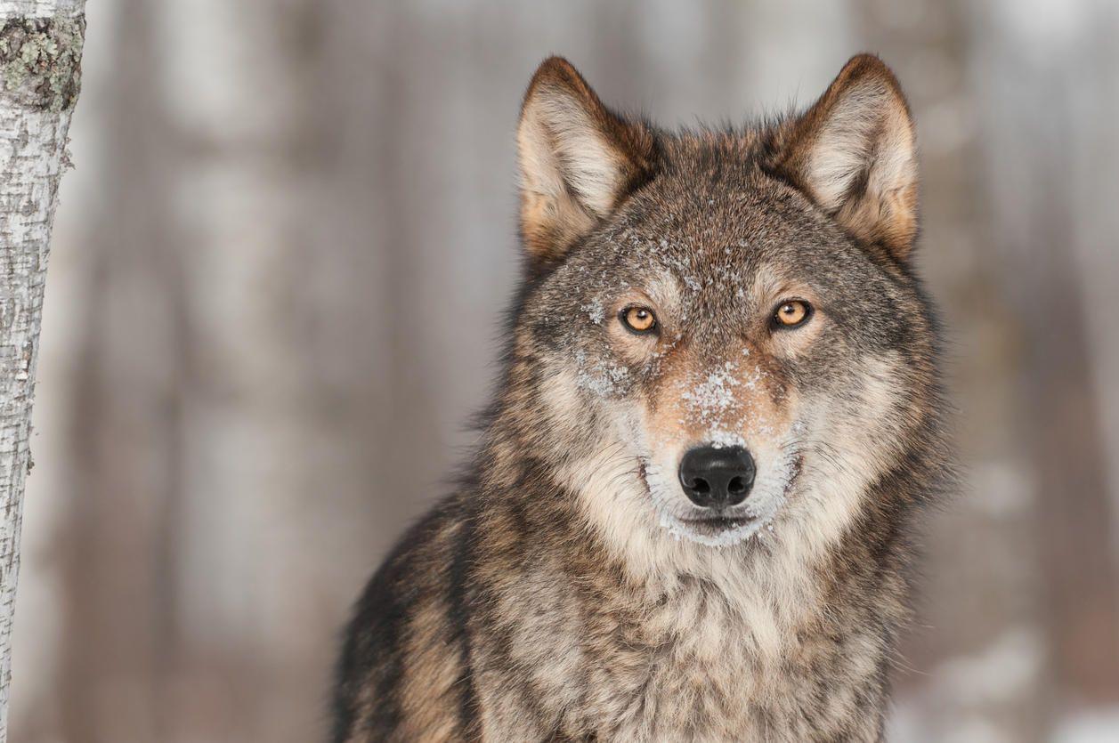 Grey and Red Wolf Logo - House Passes Bill To Drop Legal Protections For Gray Wolves | MTPR
