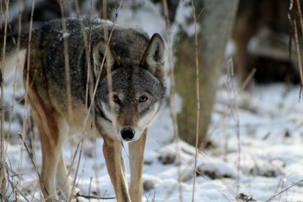 Grey and Red Wolf Logo - Wolf Conservation Center Webcams | Webcams
