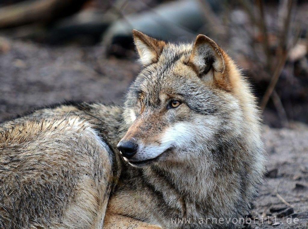 Grey and Red Wolf Logo - Where To See Wolves In The USA