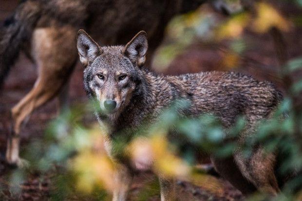 Grey and Red Wolf Logo - Red wolves may be going extinct in the wild — again – The Denver Post