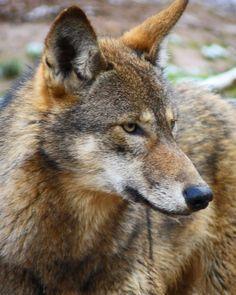 Grey and Red Wolf Logo - 34 Best Red Wolves images | Animals beautiful, Red wolves, Wolf pictures