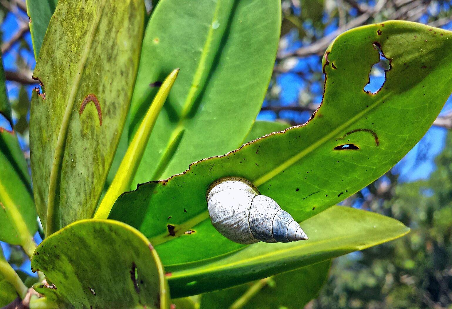 Green and White Spiral Logo - White Spiral Snail on Green Leaf at Hammock Park – Visions by Janet