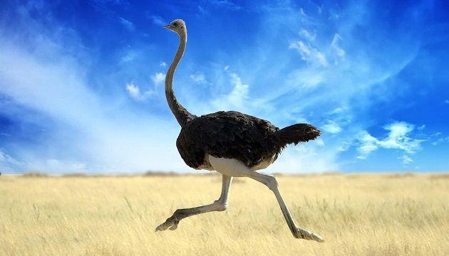 Flying Ostrich Logo - Flying Ostriches and Other New World Realities Explored - ELE Times