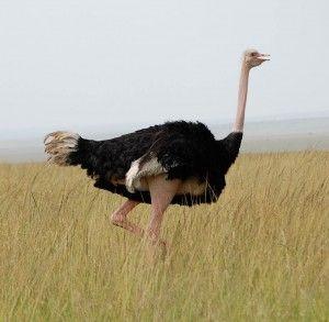 Flying Ostrich Logo - The REAL Reason why Ostriches Can't Fly | Bio-aerial Locomotion 2011