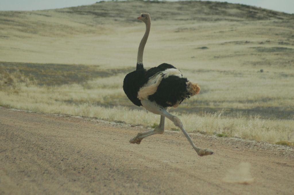 Flying Ostrich Logo - Flying Ostrich. photo taken at Naukluft National Park, Nami