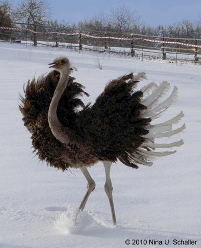 Flying Ostrich Logo - Feathered friends: Ostriches provide clues to dinosaur movement