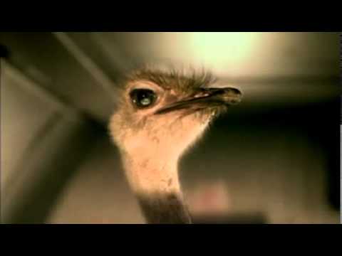 Flying Ostrich Logo - Cadbury ad Flying Ostrich - YouTube