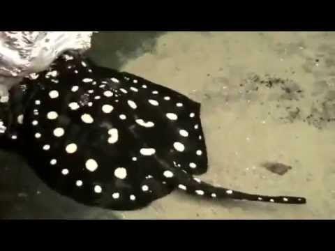 Cool Stingrays Logo - Cool Video Of 3 White Blotched River Stingrays. Potamotrygonidae