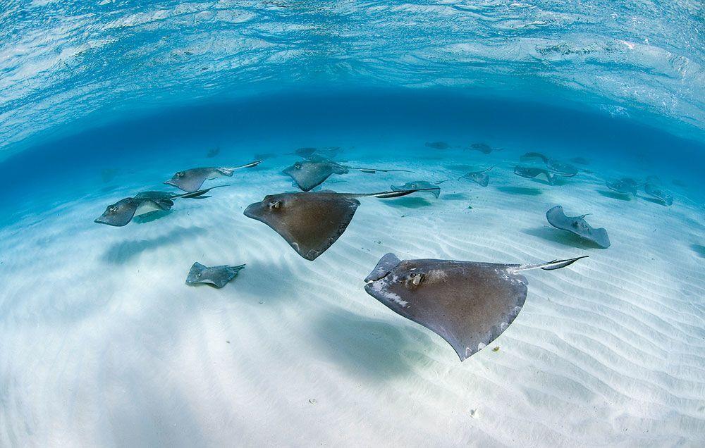 Cool Stingrays Logo - Cool Critter of the Day: Stingrays | Sport Diver