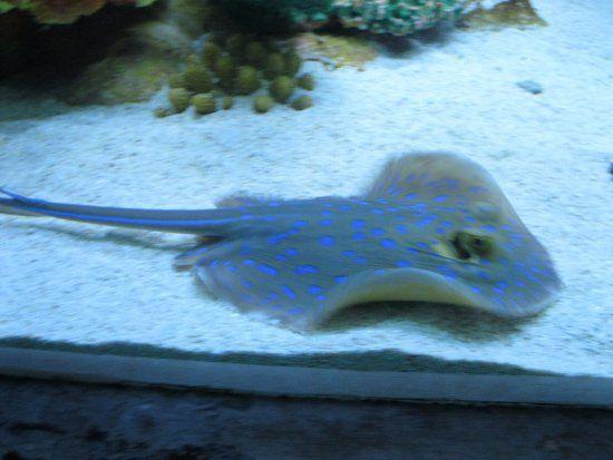 Cool Stingrays Logo - Nice Stingray, cool blue dots of Manila Ocean Park, Manila