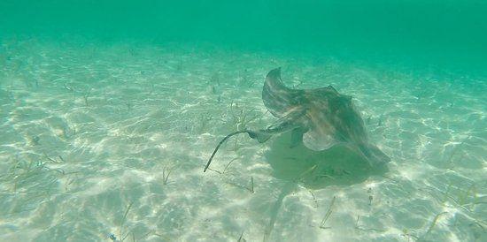 Cool Stingrays Logo - Saw a cool stingray - Picture of Fishbone Tours, Eleuthera - TripAdvisor