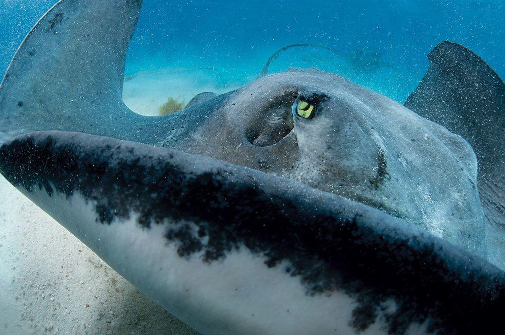 Cool Stingrays Logo - Cool Critter of the Day: Stingrays | Sport Diver