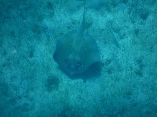 Cool Stingrays Logo - Awesome stingray we spotted of Cool Boats USVI, St. Thomas